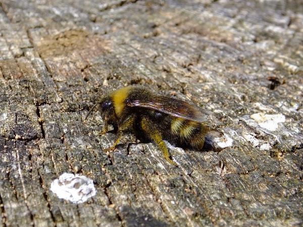 Wildbienen der Schweiz Norwegische Kuckuckshummel - Bombus norvegicus