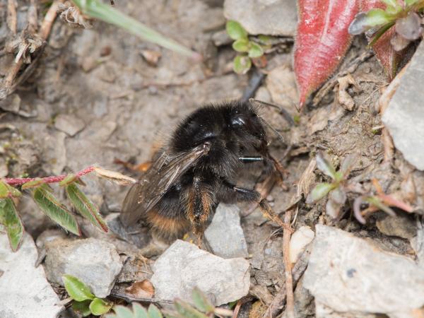 Wildbienen der Schweiz Grashummel - Bombus ruderarius