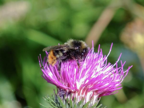 Wildbienen der Schweiz Rotschwarze Kuckuckshummel - Bombus rupestris