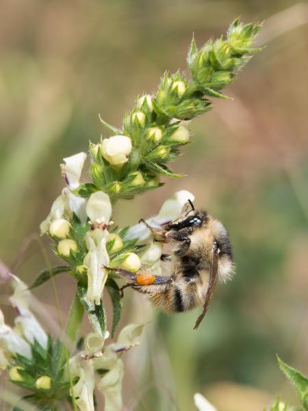 Wildbienen der Schweiz Bunte Hummel - Bombus sylvarum