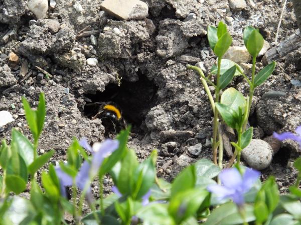Wildbienen der Schweiz Dunkle Erdhummel - Bombus terrestris
