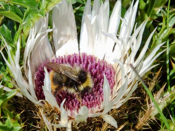 Wildbienen der Schweiz Bergwaldhummel - Bombus wurflenii