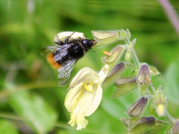 Wildbienen der Schweiz Bergwaldhummel - Bombus wurflenii