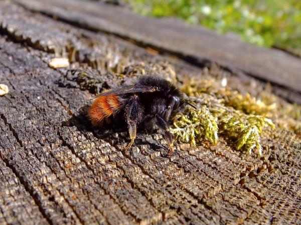 Wildbienen der Schweiz Bergwaldhummel - Bombus wurflenii