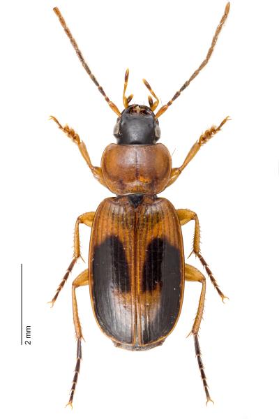   - Badister bullatus