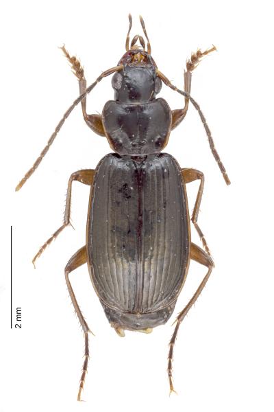   - Badister dilatatus