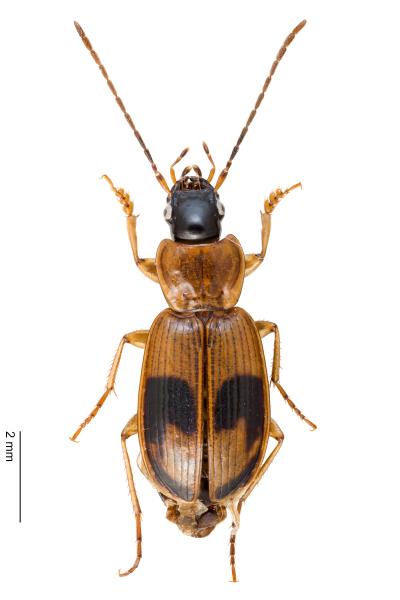   - Badister lacertosus lacertosus