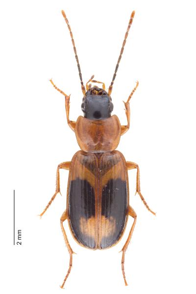   - Badister meridionalis