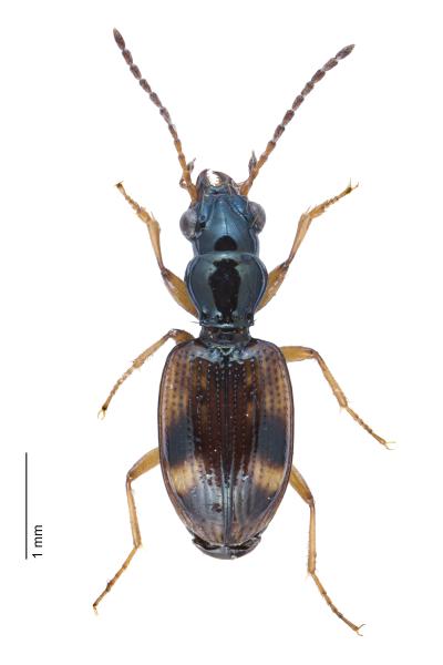 Carabes de Suisse  - Bembidion articulatum