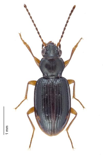 Carabes de Suisse  - Bembidion assimile