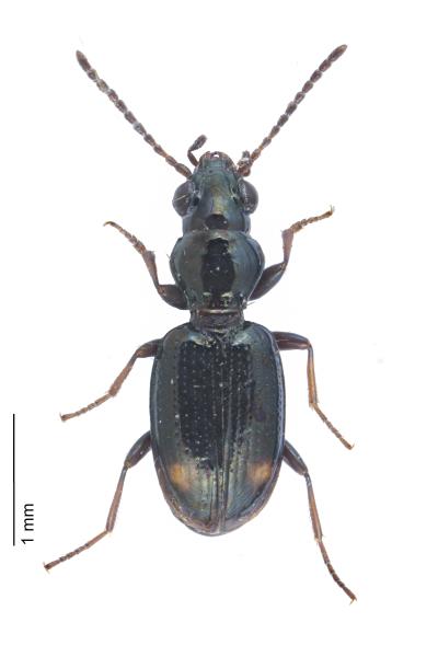Carabes de Suisse  - Bembidion azurescens azurescens