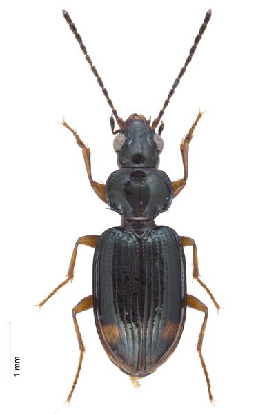 Carabes de Suisse  - Bembidion biguttatum