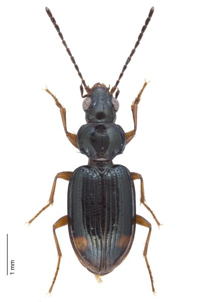 Carabes de Suisse  - Bembidion biguttatum