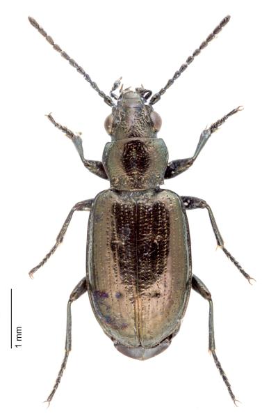 Carabes de Suisse  - Bembidion bipunctatum bipunctatum