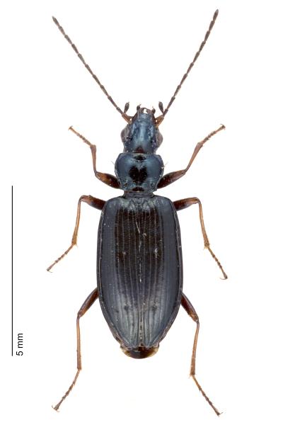   - Bembidion bugnioni bugnioni