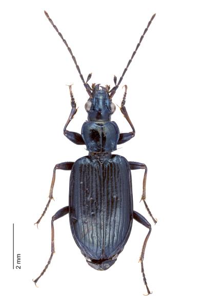   - Bembidion coeruleum