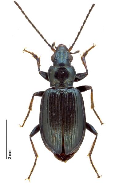   - Bembidion complanatum