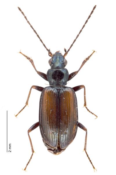   - Bembidion conforme