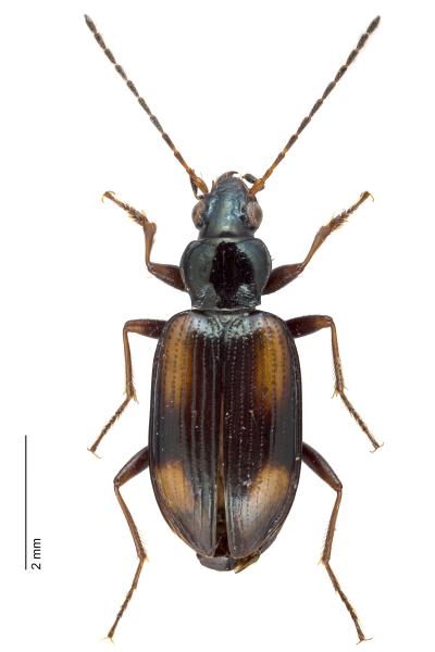 Carabes de Suisse  - Bembidion distinguendum distinguendum