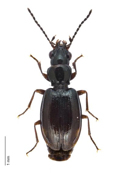   - Bembidion doris