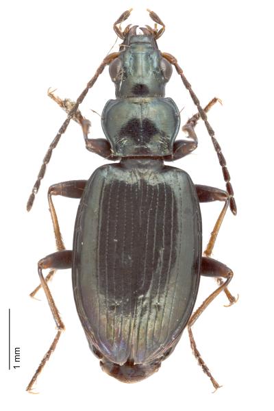 Carabes de Suisse  - Bembidion geniculatum geniculatum