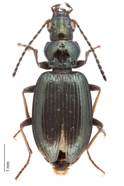 Carabes de Suisse  - Bembidion incognitum