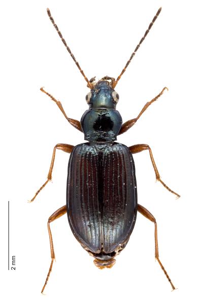 Carabes de Suisse  - Bembidion italicum