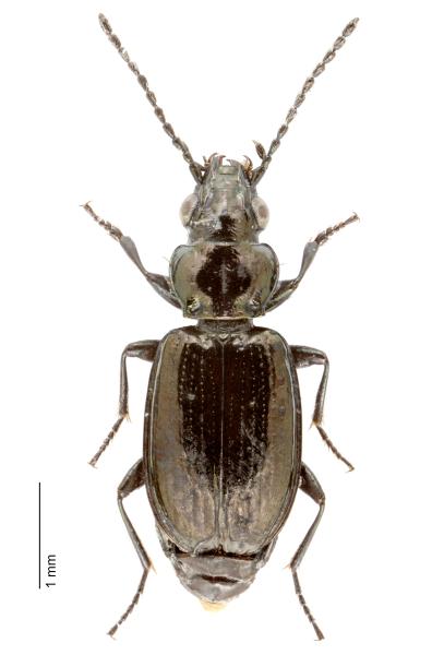Carabes de Suisse  - Bembidion jacqueti jacqueti