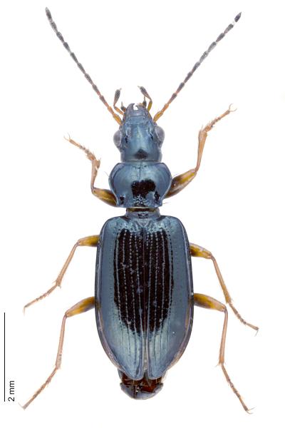   - Bembidion latinum