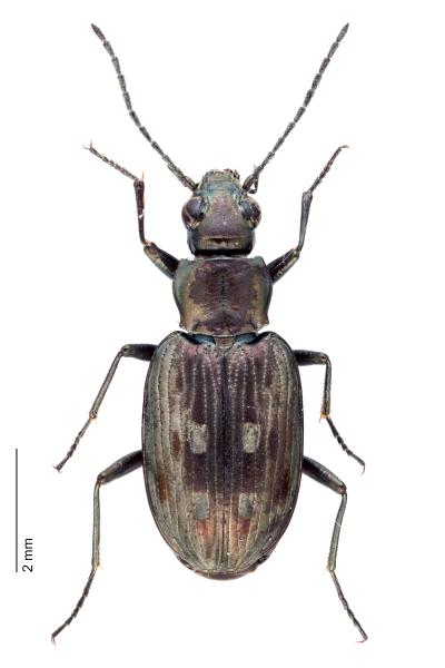 Carabes de Suisse  - Bembidion litorale