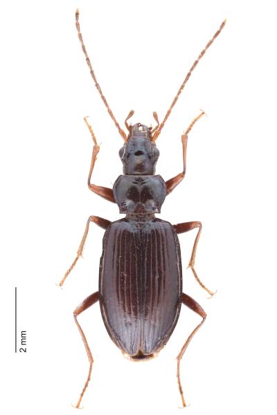 Carabes de Suisse  - Bembidion longipes