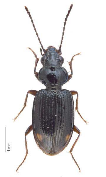 Carabes de Suisse  - Bembidion lunulatum