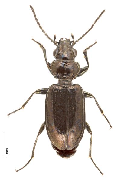 Carabes de Suisse  - Bembidion magellense alpicola