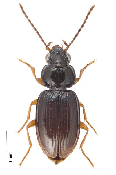 Carabes de Suisse  - Bembidion mannerheimii