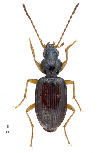 Carabes de Suisse  - Bembidion milleri milleri