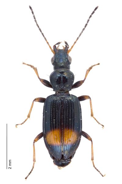 Carabes de Suisse  - Bembidion modestum