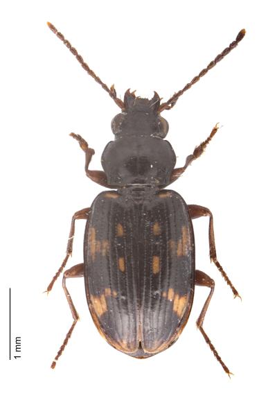 Carabes de Suisse  - Bembidion obliquum