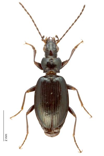  - Bembidion penninum
