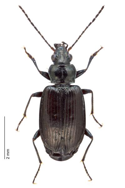   - Bembidion prasinum