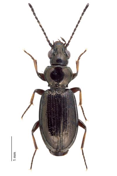 Carabes de Suisse  - Bembidion properans