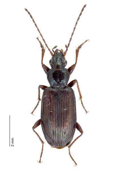 Carabes de Suisse  - Bembidion pseudascendens