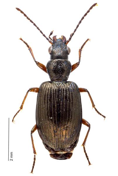 Carabes de Suisse  - Bembidion punctulatum punctulatum