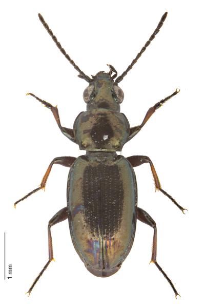 Carabes de Suisse  - Bembidion pygmaeum