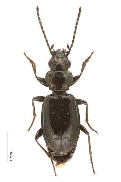 Carabes de Suisse  - Bembidion pyrenaeum poenini