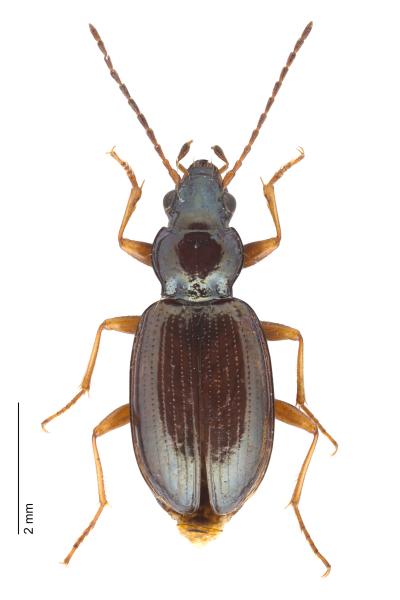 Carabes de Suisse  - Bembidion stephensii stephensii