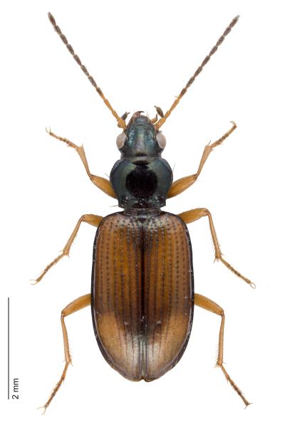Carabes de Suisse  - Bembidion testaceum testaceum 