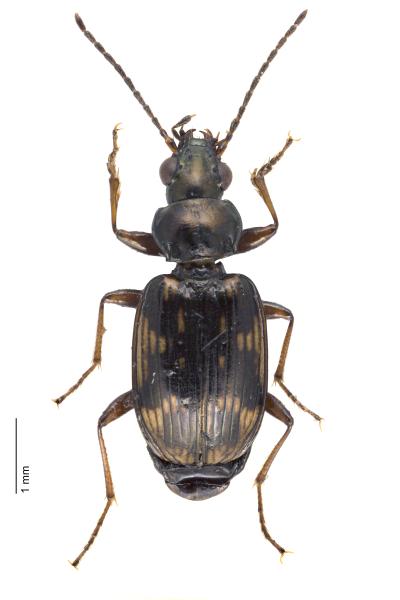   - Bembidion varium