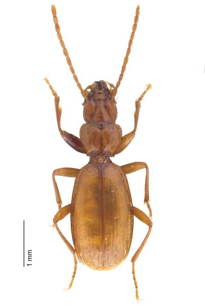   - Boldoriella tedeschii tedeschii 