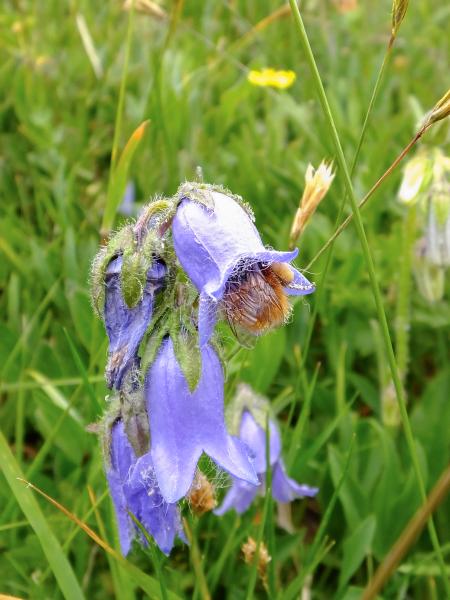 Wildbienen der Schweiz Alpenhummel - Bombus alpinus