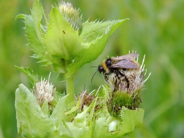 Wildbienen der Schweiz Feld-Kuckuckshummel - Bombus campestris